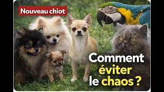 Miniature : Nouveau chiot : jalousie, accidents, … comment éviter le chaos ?– Véto&Co Saison 8 (Épisode 7)