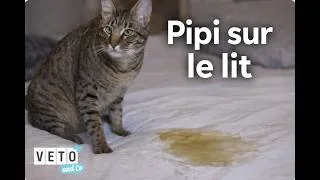 Miniature : Mon chat fait pipi sur le lit… Vengeance ? La vraie explication - Véto&Co Saison 8 (Épisode 6)