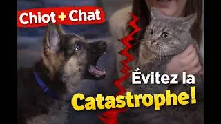 Miniature : Mon chiot poursuit mon chat… que faire ? 😱 – Véto&Co Saison 8 (Épisode 4)