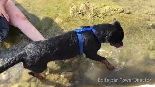 Miniature : L’OR EN FRANCE 🇫🇷 ORPAILLAGE été 2020 sur bed rock avec mon ROTTWEILLER