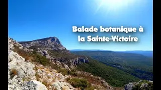 Miniature : Balade botanique à la Sainte-Victoire
