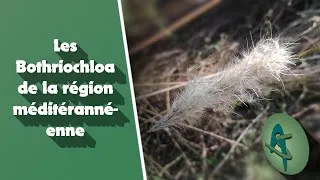 Miniature : Les Bothriochloa de la région méditérannéenne