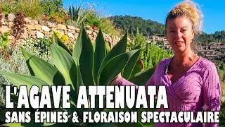 Miniature : L'AGAVE ATTENUATA : une SUCCULENTE SANS ÉPINES à la FLORAISON SPECTACULAIRE