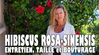 Miniature : RÉUSSIR la CULTURE de l'HIBISCUS ROSA-SINENSIS : ENTRETIEN, TAILLE et BOUTURAGE