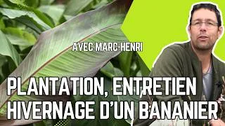 Miniature : COMMENT OBTENIR de MAGNIFIQUES BANANIERS dans son JARDIN