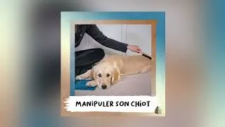 Miniature : 8. Manipuler son chiot... Si capital et pourtant si minimisé.