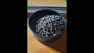 Miniature : La graine de vesce : connaissez-vous cet appât?
