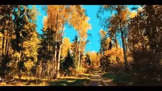 Miniature : SEULE DANS LA FORET, JE GERE TOUT