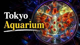 Miniature : Japon : Visite de l'Aquarium d'Odaiba à Tokyo | ASMR