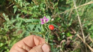 Miniature : Un fruit que tout le monde devrait découvrir - puisant antioxidant allongé l'espérance de vie ! 