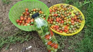 Miniature : Comment conserver les tomates vertes tout simplement ! 