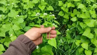 Miniature : Une plante invasive mais comestible !