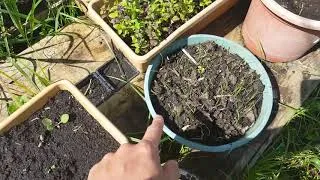 Miniature : Une semaine au potager #9