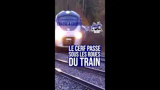 Miniature : Chasse à courre : le cerf passe sous les roues du train !