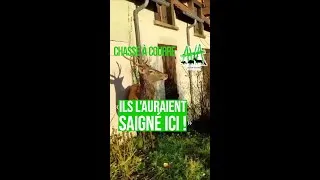 Miniature : Cerf traqué dans un jardin par la chasse à courre, « ils l’auraient saigné ici ! »