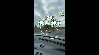 Miniature : Chasse à courre : chaos sur la route en forêt d'Orléans ! 🚘📯
