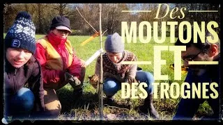 Miniature : Au Tour des Arbres 2023 - Des moutons et des trognes