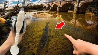 Miniature : Exploration de la Loire ! Des poissons inattendus ! Pêche au leurre du bord 
