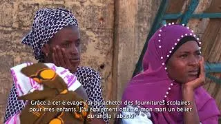 Miniature : Projet Ngalu Rewbé II : entreprenariat des jeunes et des femmes au Sénégal