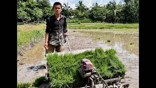 Miniature : La riziculture agroécologique au Cambodge