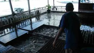 Miniature : Élevage de Pangas. Floating House. Vietnam, Delta du Mékong, Châu Dôc, 2010.
