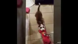 Miniature : Cute husky puppy funny