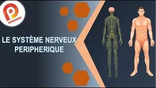 Miniature : ANATMIE FACILE بالدارجة : Le Systeme Nerveux Périphérique #SNP