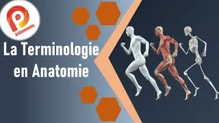 Miniature : #TERMINOLOGIE en #Anatomie بالدارجة