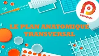 Miniature : #PLAN_TRANSVERSAL واش هو؟؟؟؟