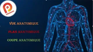 Miniature : Anatomie بالدارجة : Vue , Plan , Coupe Anatomique: ما هو الفرق؟؟