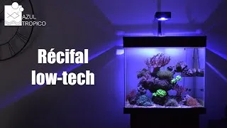 Miniature : AQUARIUM RECIFAL - SANS ECUMEUR - NOUVEAUX ANIMAUX