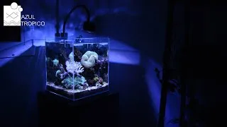Miniature : AQUARIUM NANO RECIFAL - ON CONTEMPLE LE BAC - VIDEO RELAX
