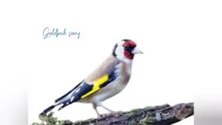 Miniature : goldfinch bird singing