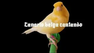 Miniature : Canary bird singing