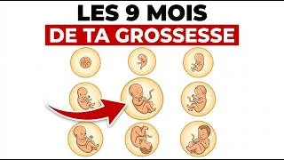 Miniature : Le voyage de votre bébé dans le ventre : ce qui se passe vraiment chaque mois