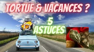 Miniature : Comment s'occuper d'une tortue d'eau ? #4 en vacances
