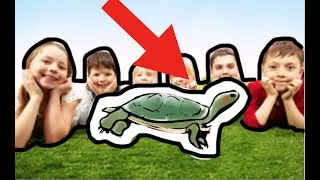 Miniature : Parlons tortue #2 Tortue d'eau : un animal pour les enfants ?