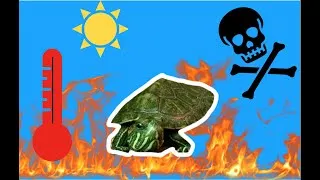 Miniature : Comment s'occuper d'une tortue d'eau ? #3 Canicule = DANGER