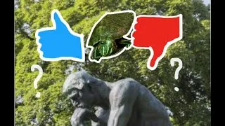 Miniature : Parlons Tortue #1 Avoir un animal sauvage, c'est mal ?