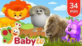 Miniature : Aventures de lions pour les enfants 🦁👑 | Découvre le roi des animaux @BabyTVFR