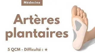 Miniature : Artères plantaires