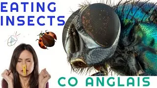 Miniature : CO ANGLAIS : EATING INSECTS - INNOVATIONS SCIENTIFIQUES ET RESPONSABILITE