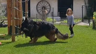 Miniature : Boom le Berger Allemand de 7 ans qui ne vieillit pas!