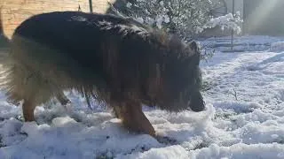Miniature : Boom le Berger Allemand qui aime manger la neige