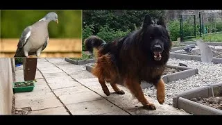 Miniature : FHD German Shepherd Dog excited because of a pigeon