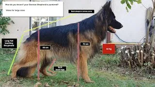 Miniature : Comment savoir si ton Berger Allemand a des défauts - Taille et formes avec détails