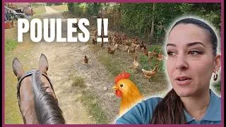 Miniature : BALY VS UN TROUPEAU DE POULES ! 😂 - Il se passe toujours des choses étranges ici...