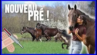 Miniature : BALY A ENCORE EU UN GROS SOUCI... ! - On ouvre le nouveau pré !