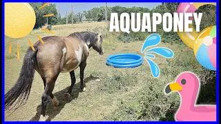 Miniature : UNE PISCIINE POUR MES CHEVAUX ! - 40°C à l'ombre 🥵