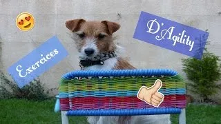 Miniature : Agility - Exercices dans son Jardin